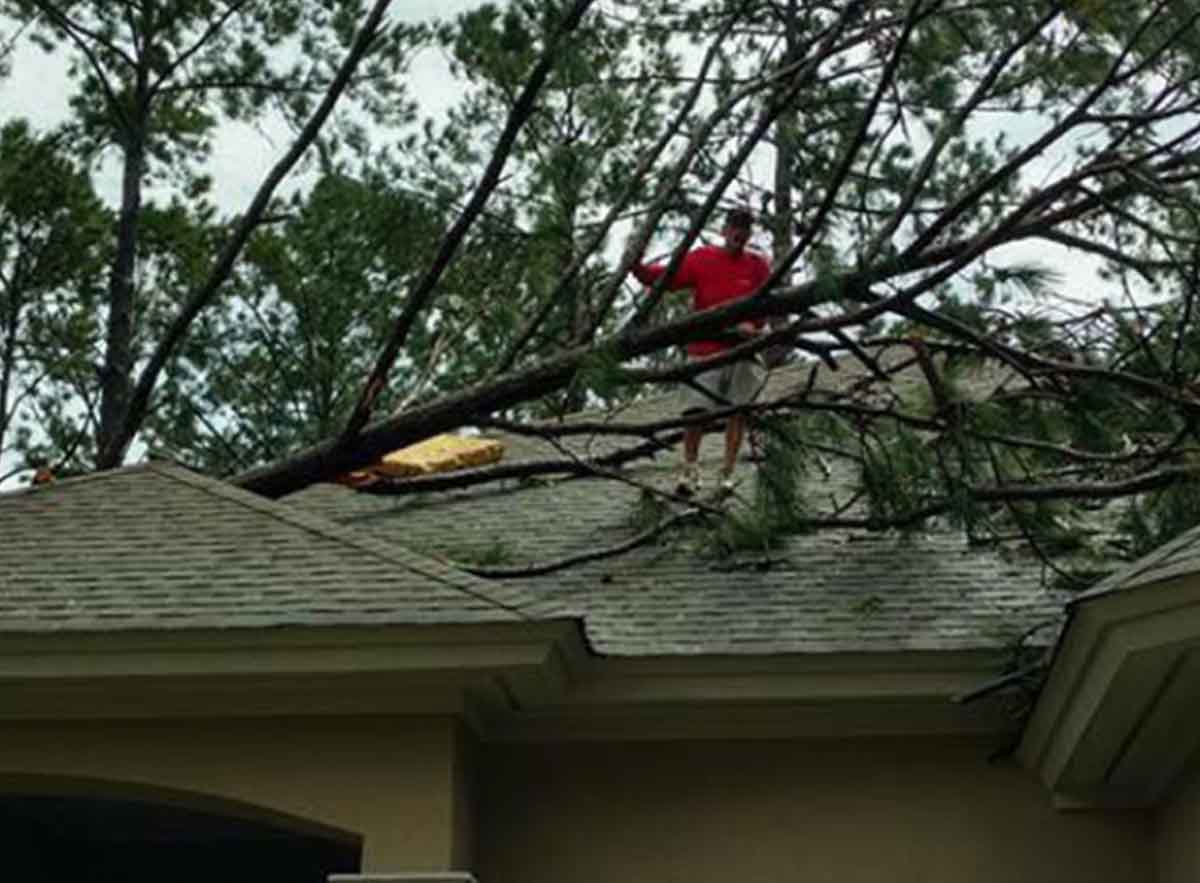 fallen tree on roof 